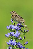 Grasshopper Sparrow